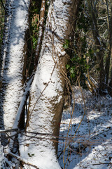 Detail of a tree trunk covered with snow