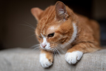 Fototapeta na wymiar Scared domestic red cat in a city apartment, close-up.