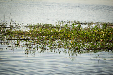 Water brimming in the Palar river submerging plants, Tamil Nadu, India
