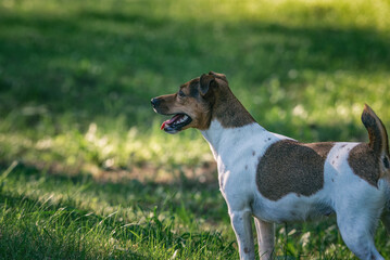 Jack russell terrier for a walk in the park in summer.