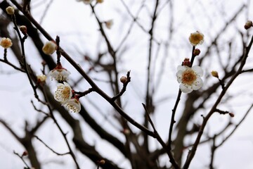 冬空に咲く白梅の花とつぼみ　春の訪れ