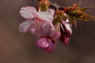 Obraz premium spring, in which the cherry blossoms bloom