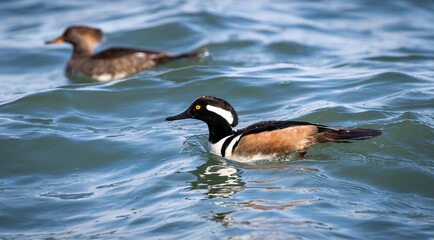 Male and female Hooded mergansers 