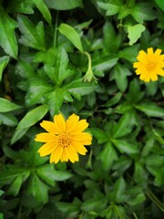 yellow flower in the garden
