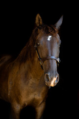 Obraz premium portrait of a horse