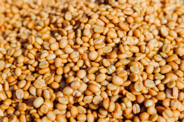 Arabica Coffee beans drying at coffee farm.