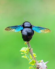 bee with its wings spread out