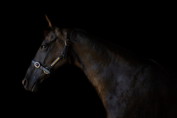 portrait of a horse
