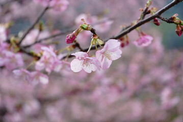 spring, in which the cherry blossoms bloom