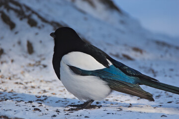 Magpie on the snow