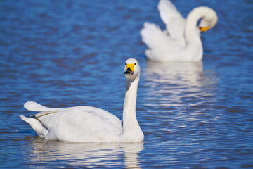 優雅に見せるも足は必死