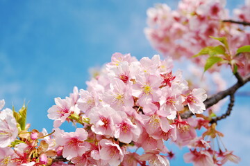 初春の晴れた日にお花見