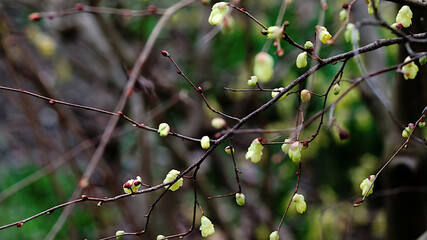 branch of a tree