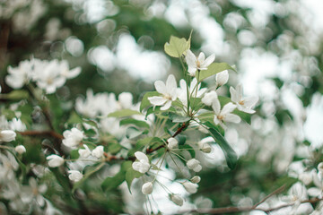 White blooming cherry tree. Natural close up photography. Spring theme