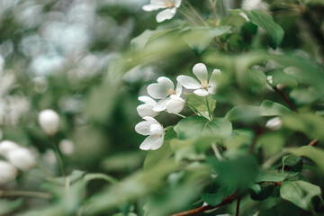 Obraz na płótnie Canvas White blooming cherry tree. Natural close up photography. Spring theme