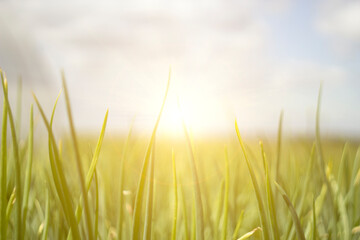 green grass on the background of the blue sky in the rays of the sun. Copy space.