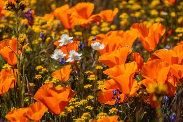 California poppies bloom with other wildflowers