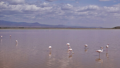 A flock of pink flamingos is standing and feeding in the lake. Long legs, gracefully arched necks. Reflection in water. Silhouettes of mountains against a blue sky with clouds. Kenya. Amboseli park