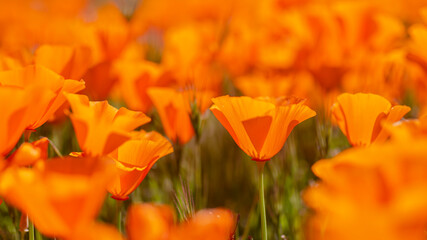 California wildflower California Poppy Reserve Poppies Closeup