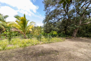 Obraz premium Plantas verdes tropicales en un jardín bajo el cielo azul claro