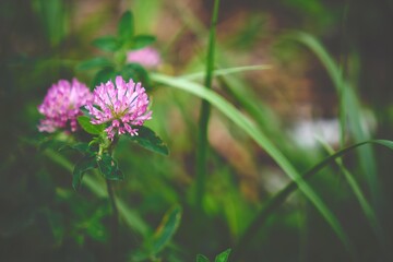 美しく咲いているピンクの花　ムラサキツメクサ