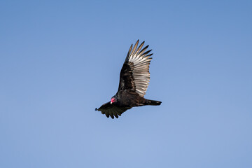 vulture in flight
