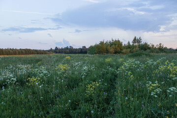 field of wildflowers