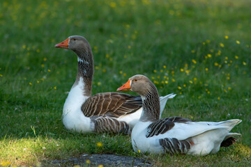 Two domestic geese resting on the grass on spring evening