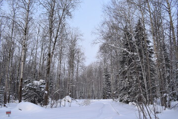 Winter forest, beautiful winter landscape.