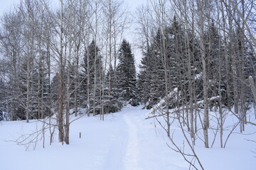Fototapeta premium Winter forest, beautiful winter landscape.