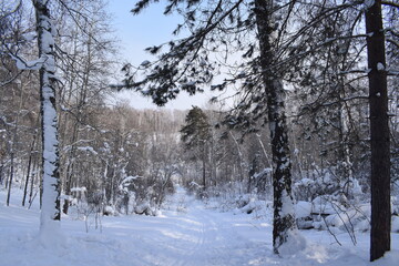 Fototapeta premium Winter forest, beautiful winter landscape.