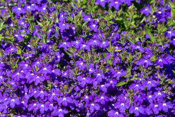 Summery purple floral background of blooming lobelia - obrazy, fototapety, plakaty
