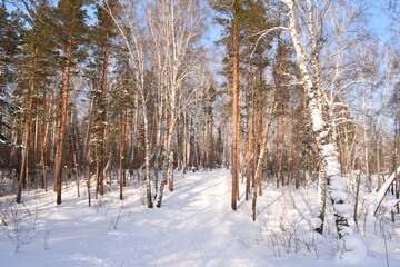 Winter forest, beautiful winter landscape.