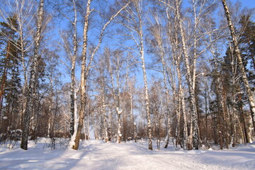 Winter forest, beautiful winter landscape.