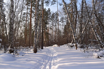 Fototapeta premium Winter forest, beautiful winter landscape.