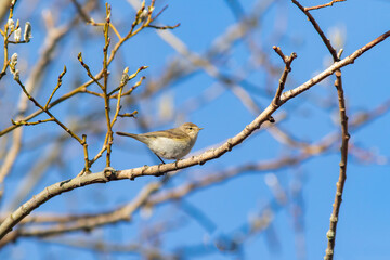 Adorable small songbird  common chiffchaff, Phylloscopus collybita standing on a branch on sunny spring day