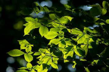 Vernal background of fresh green backlit leaves