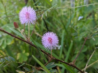 Princess Shy Flower (Mimosa Pudica) Grows in Borneo Tropical Nature