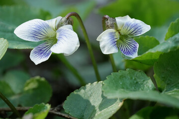 close-up of violet flowers in the garden 