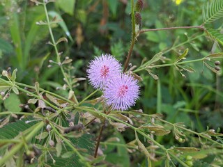 Princess Shy Flower (Mimosa Pudica) Grows in Borneo Tropical Nature
