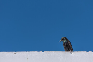 Common starling (Sturnus vulgaris) and blue sky