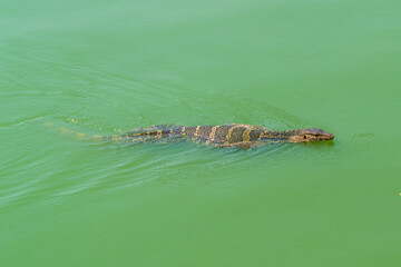 Asian Water Monitor lizard swimming in a Bangkok park lake in Thailand.