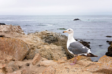 Fototapeta premium Seagull on a California beach. Great black-backed gull