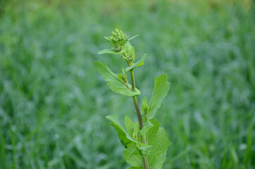 the green ripe mustered plant growing with grain plant in the farm.