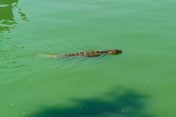 Water monitor lizard swimming in a lake in Bangkok Thailand.