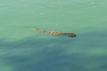 Water monitor lizard swimming in a lake in Bangkok Thailand.