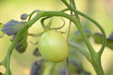 the green ripe tomato growing in the garden.