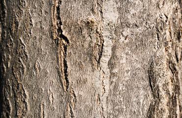 Tree texture