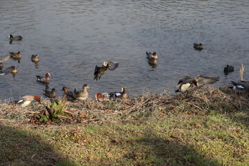 冬の川で泳いだり、羽ばたいたり、河川敷で餌を探すヒドリガモとオオバンの群れ