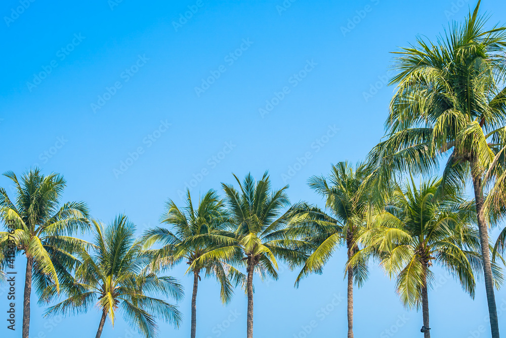 Wall mural Beautiful coconut palm tree with sky